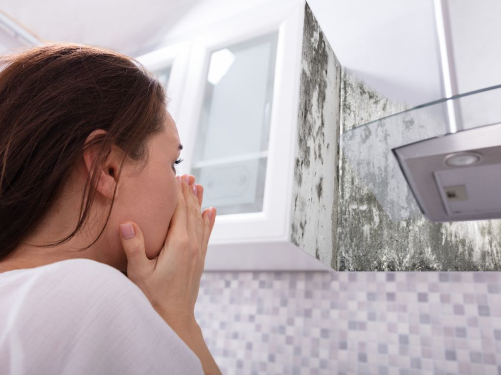 Mold Remediation & Removal